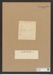 Diatomeae indet. Zeichnungen Sammlung Grunow Nr. 8949 (NHMW-BOT-W0378635)